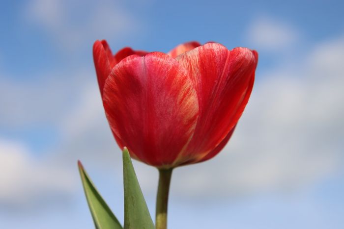 Tulpe