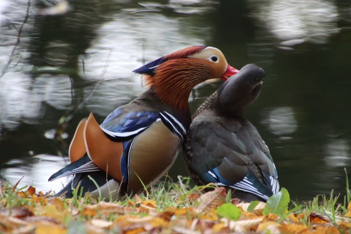 Enten
