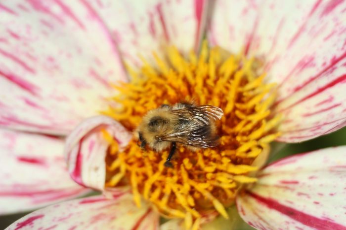 Hummel