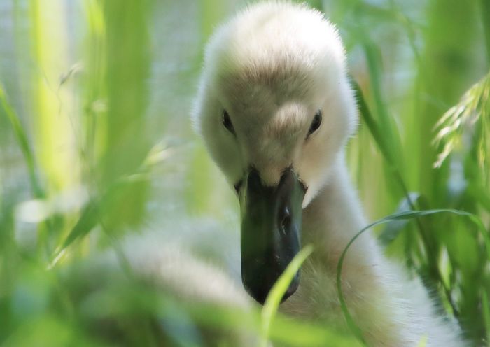 Schwan in einer Wiese