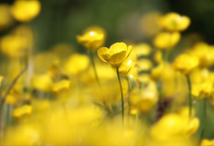 Blumenwiese