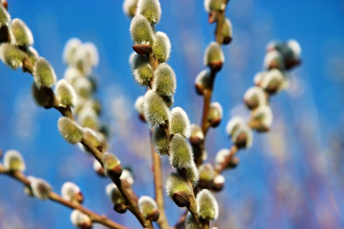 Weidenkätzchen
