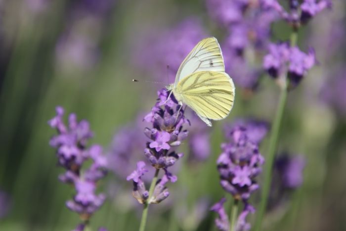 Schmetterling