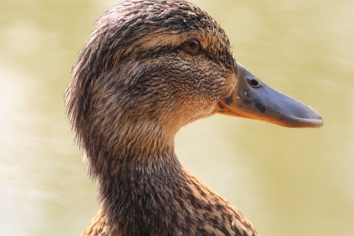 Ente