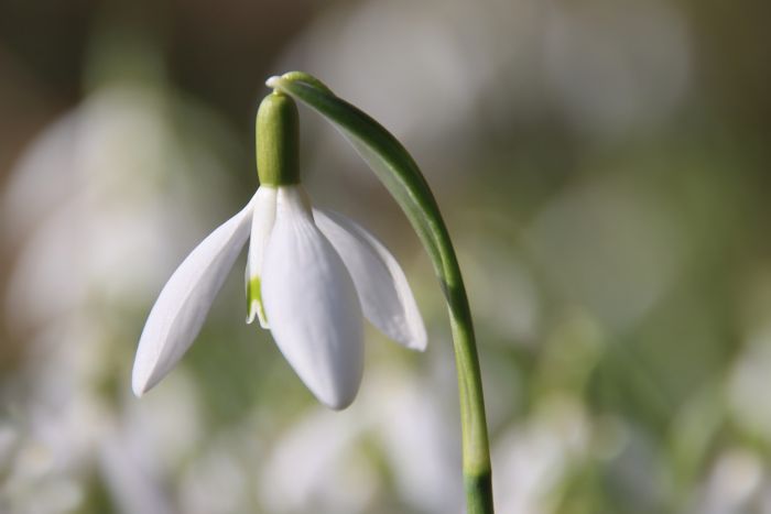 Schneeglöckchen