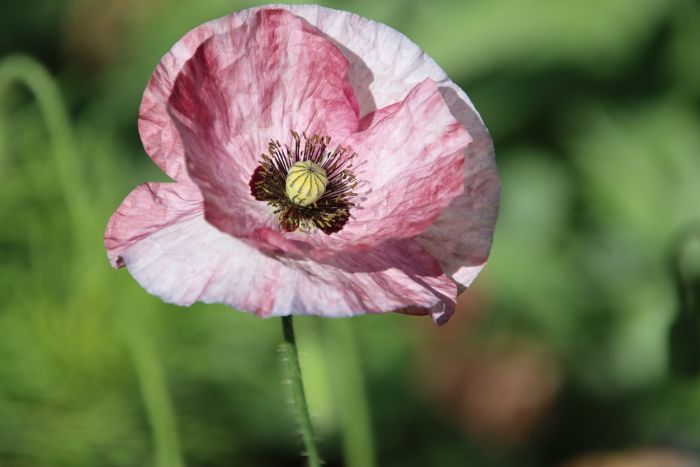 Mohn