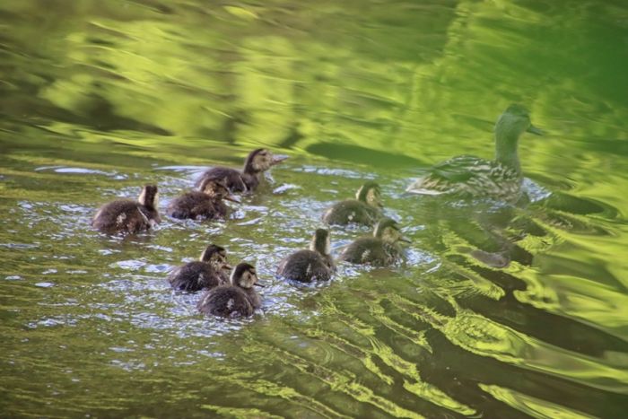 Enten Enten