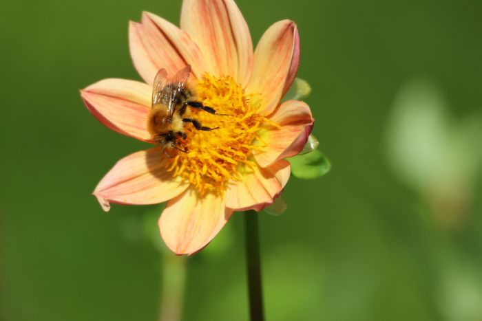 Hummel