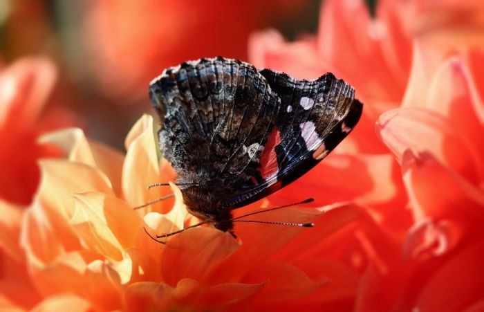 Schmetterling