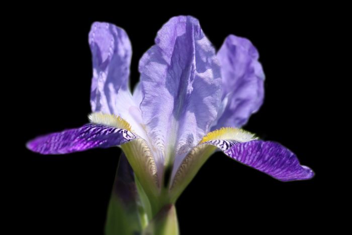 Iris