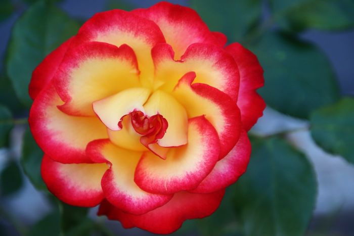 Rose Rose