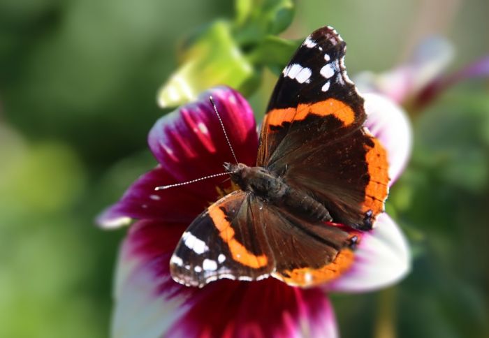 Schmetterling