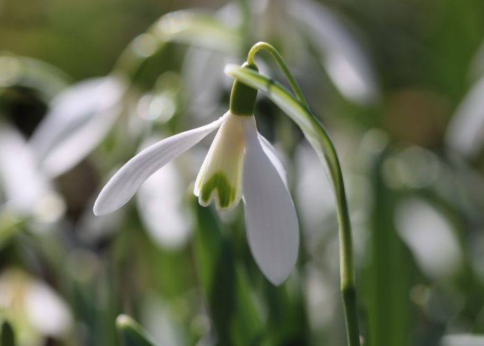 Schneeglöckchen