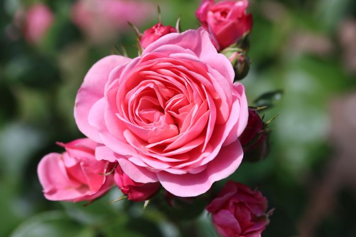 Rose