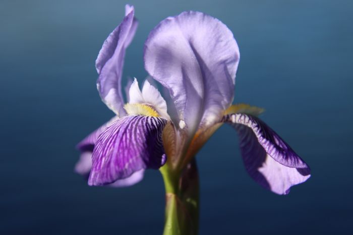 Iris
