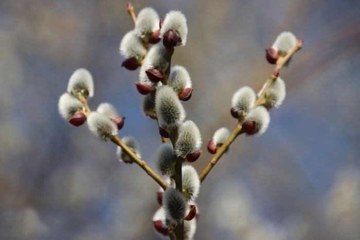 Weidenkätzchen