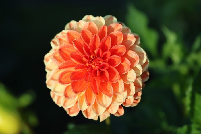 Dahlie