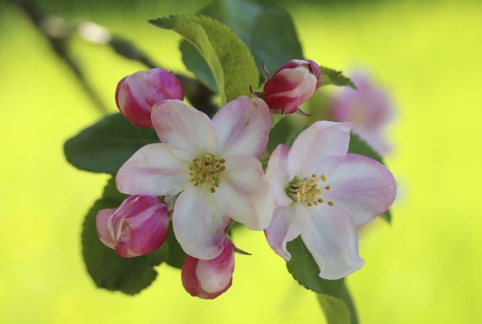 Apfelböüten