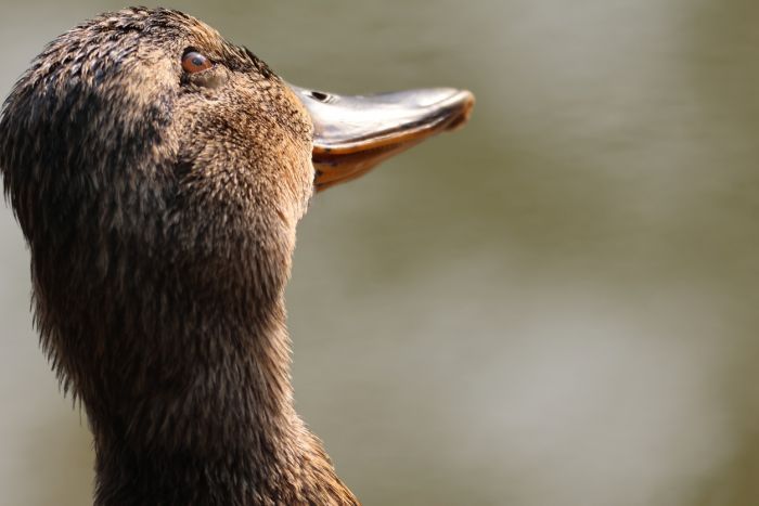 Ente