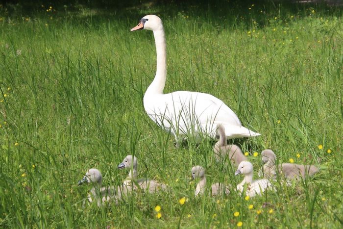 Schwäne