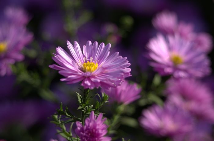 Aster