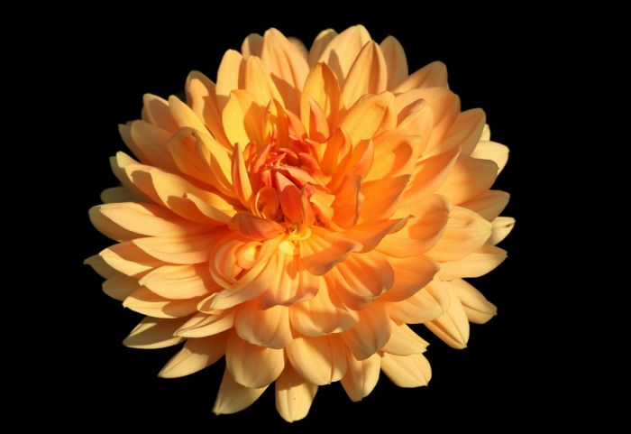 Dahlie