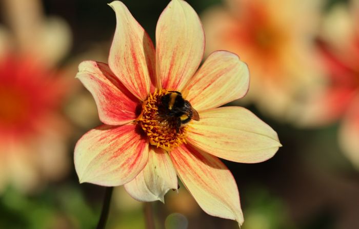Hummel