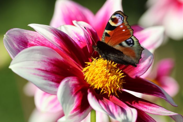 Schmetterling