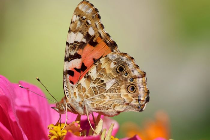 Schmetterling