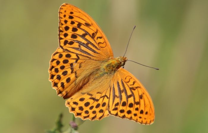 Schmetterling