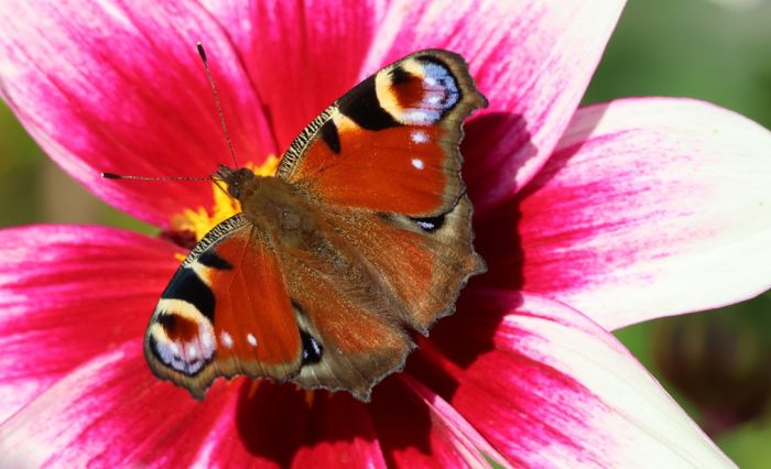 Schmetterling