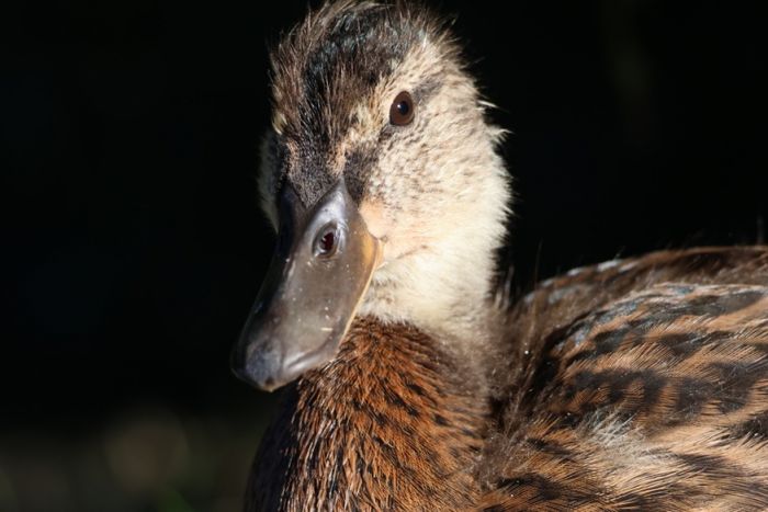 Ente