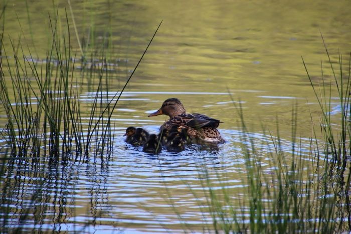Enten