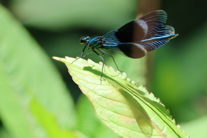 Libelle