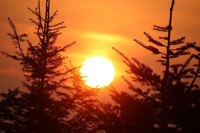 Bäume bei Sonnenaufgang