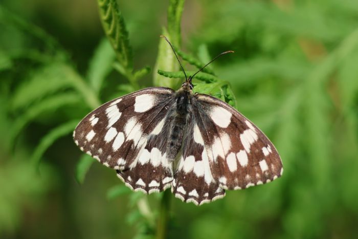 Schmetterling