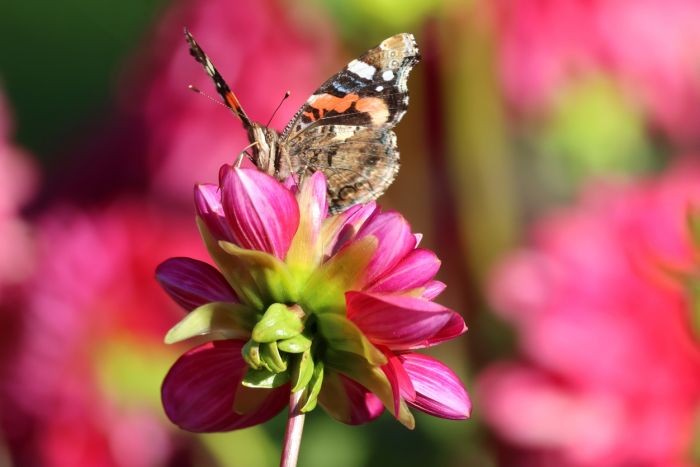 Schmetterling