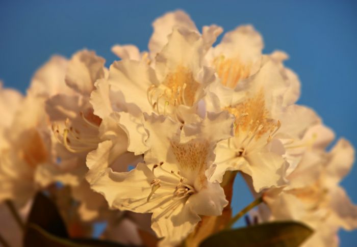 Blüten
