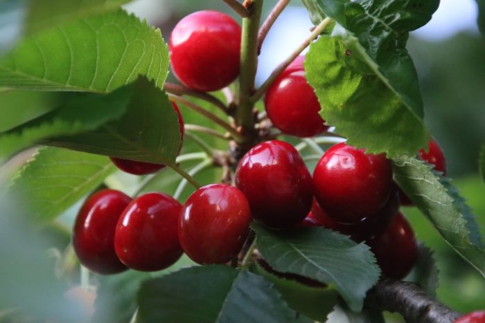 Kirschen
