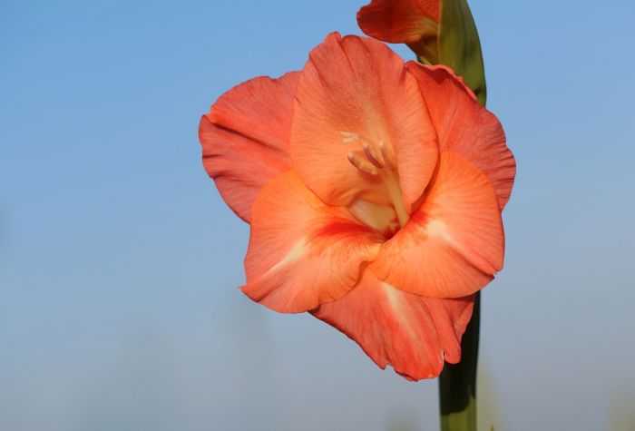 Blüte