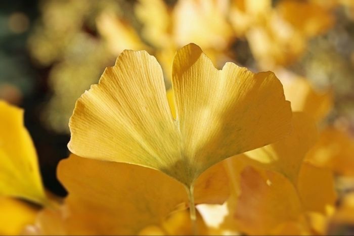 Ginkgo