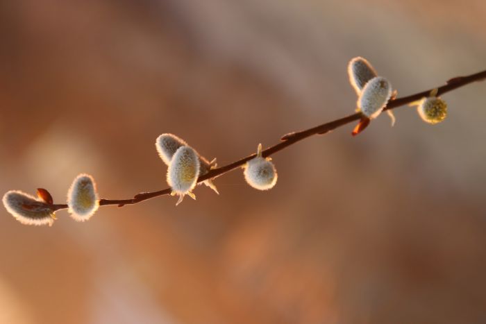 Weidenkätzchen