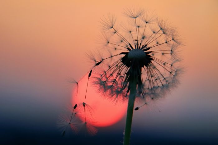 Löwenzahn Löwenzahn