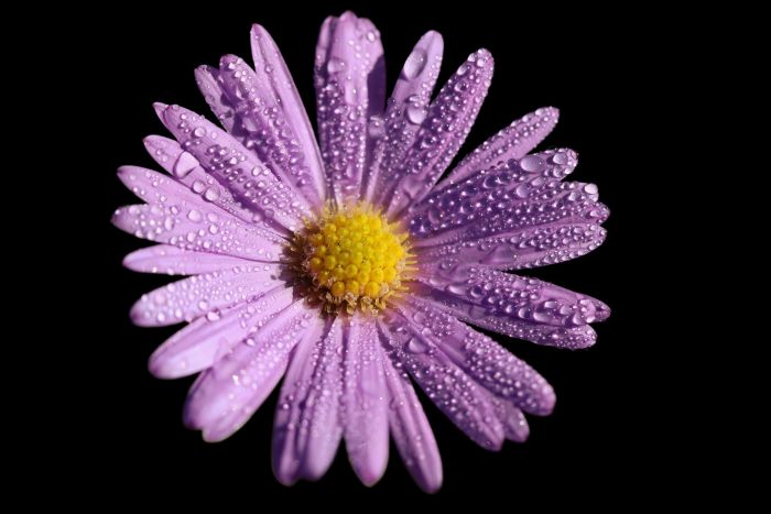 Morgentau, Mitgefühl