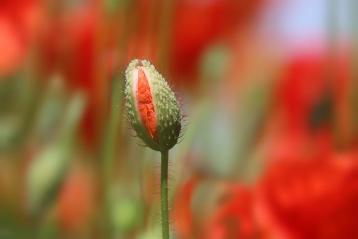 Mohnblumenknospe