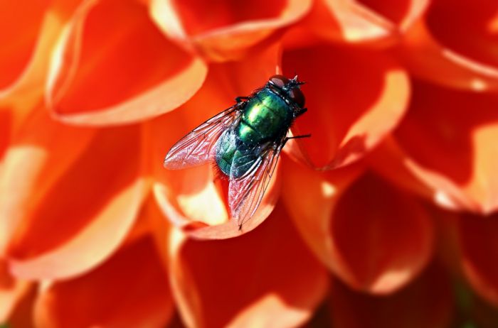 Fliege