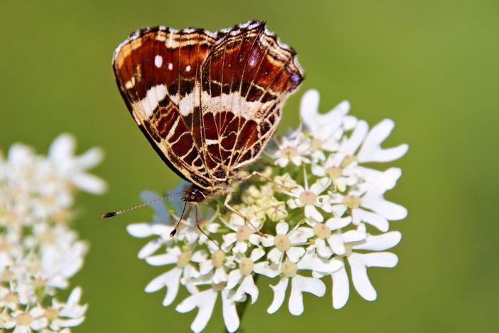 Schmetterling