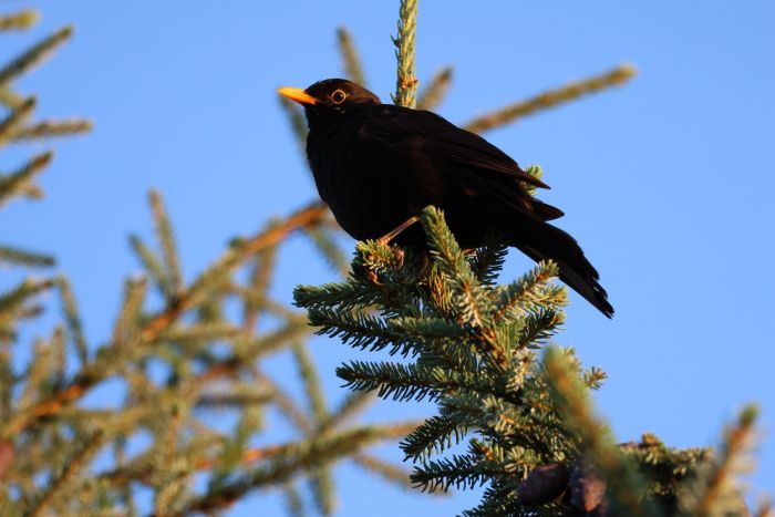Amsel