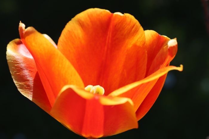 Tulpe
