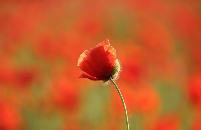 Mohn